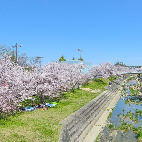 豊田市井上町の桜の名所 アイキャッチ画像