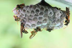 蜂の巣駆除 画像