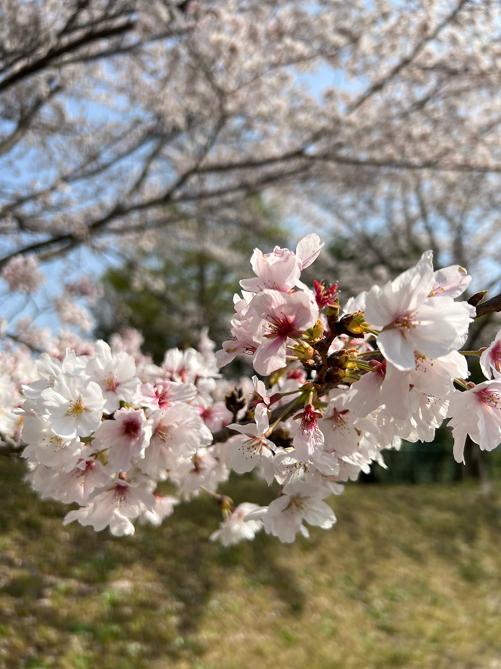 【豊田市】井上公園の桜 画像