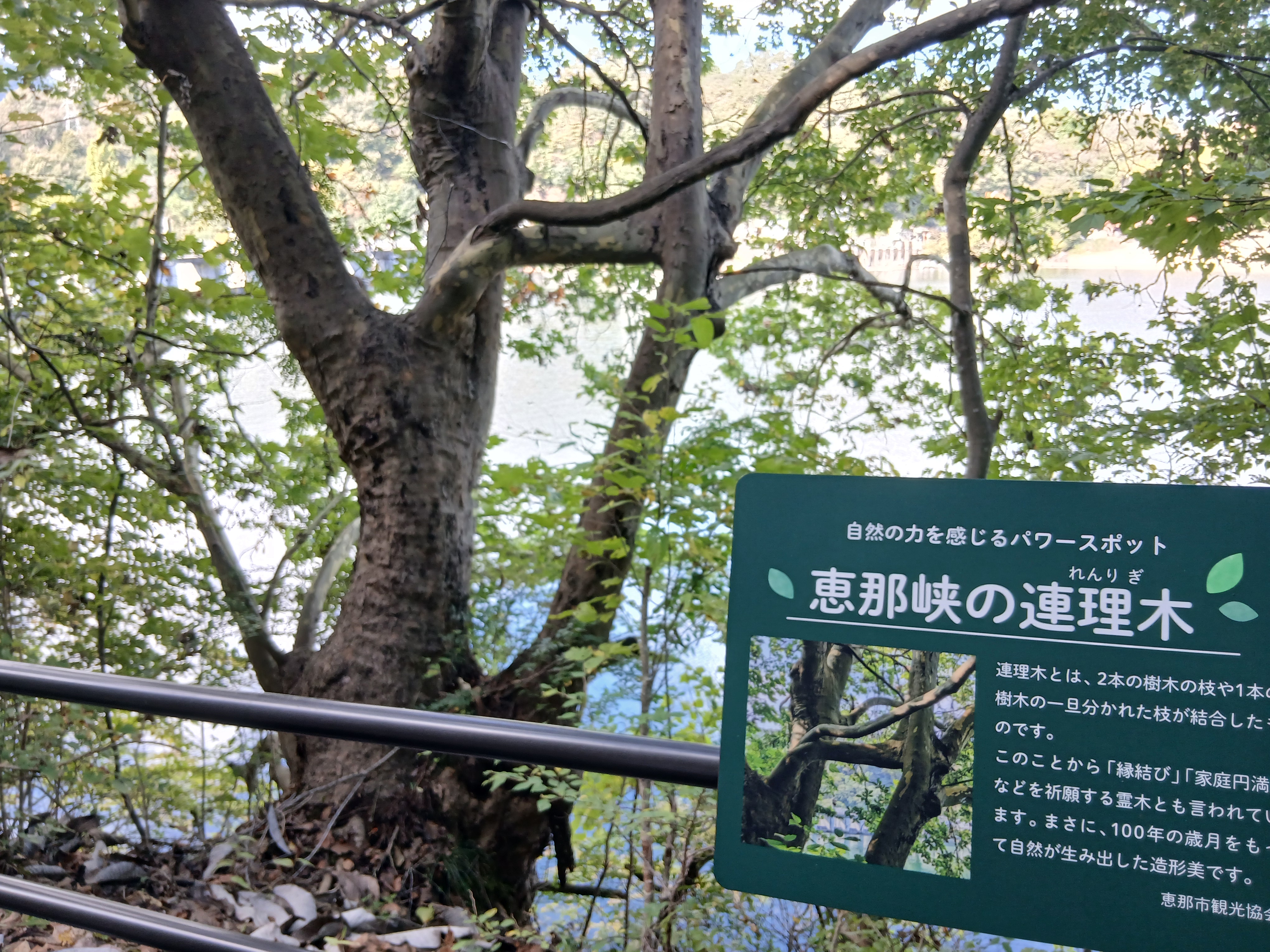 栗きんとん 画像