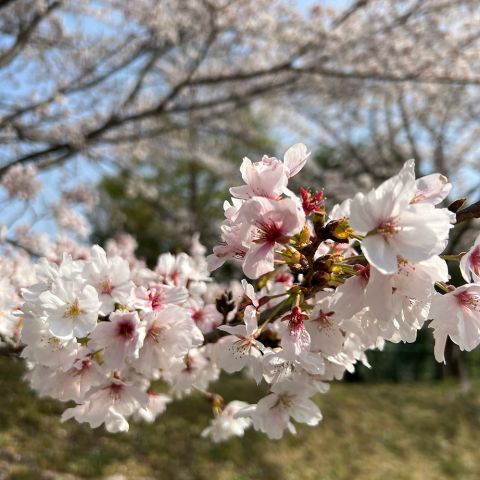 【豊田市】井上公園の桜 アイキャッチ画像